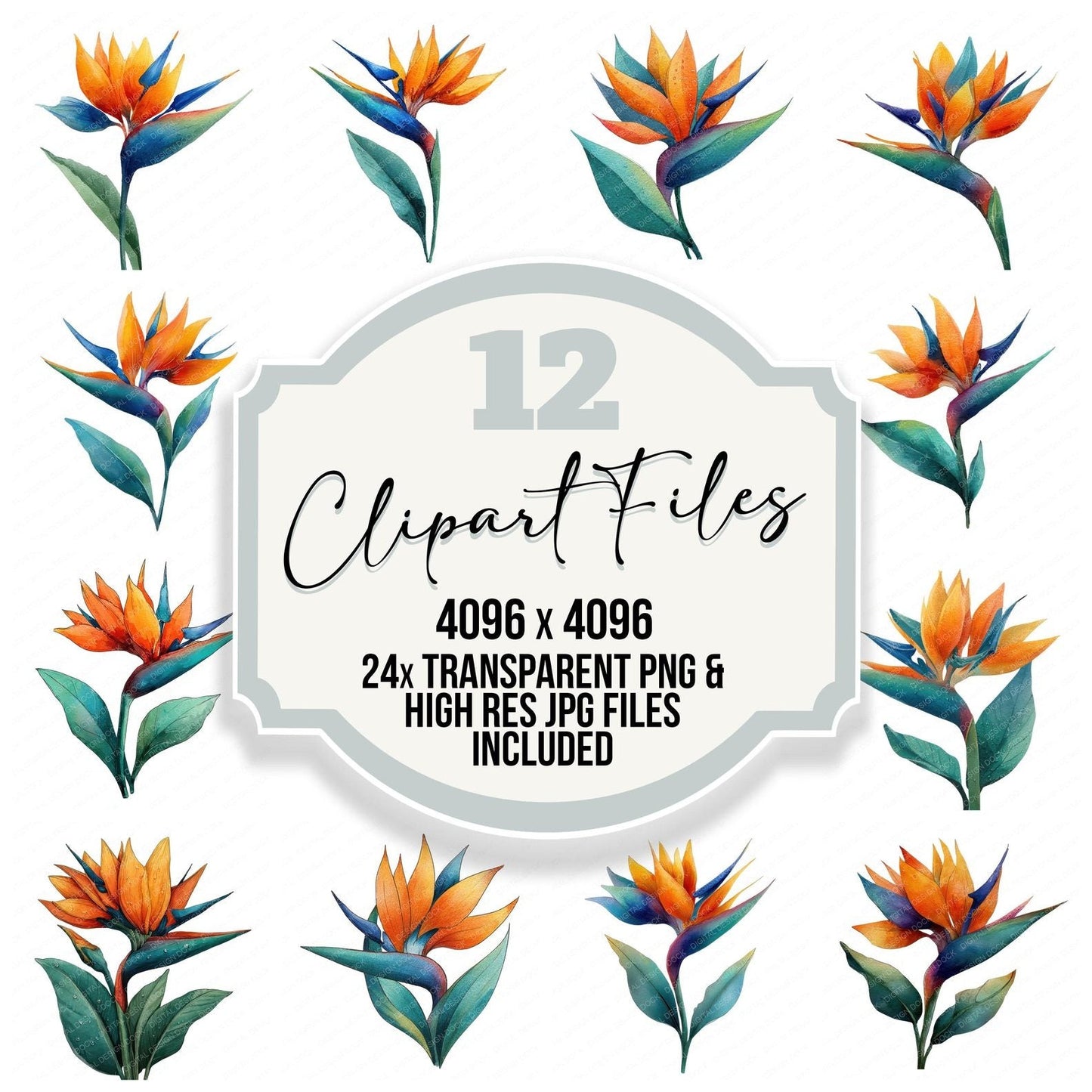 Watercolour Bird of Paradise Clipart Set (DDD006983)