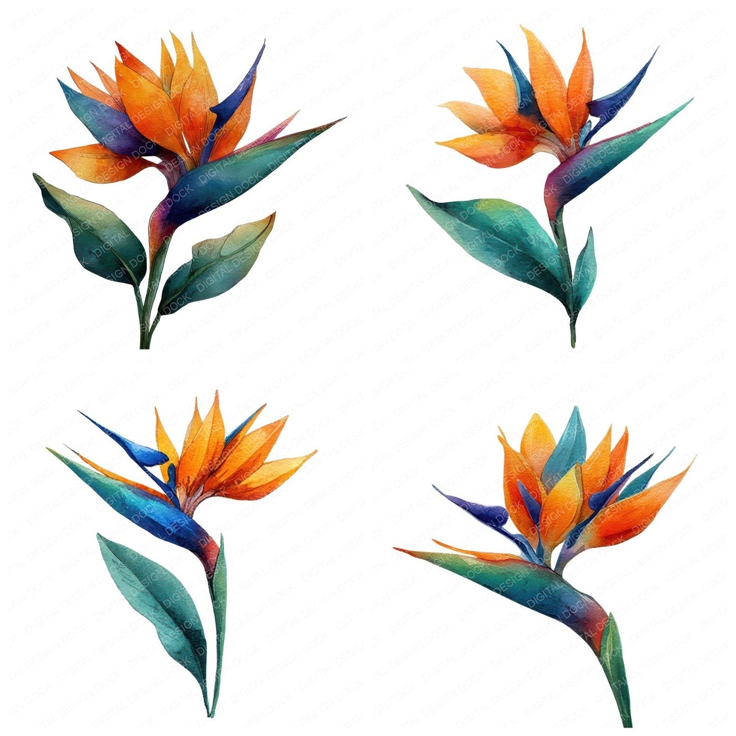 Watercolour Bird of Paradise Clipart Set (DDD006983)