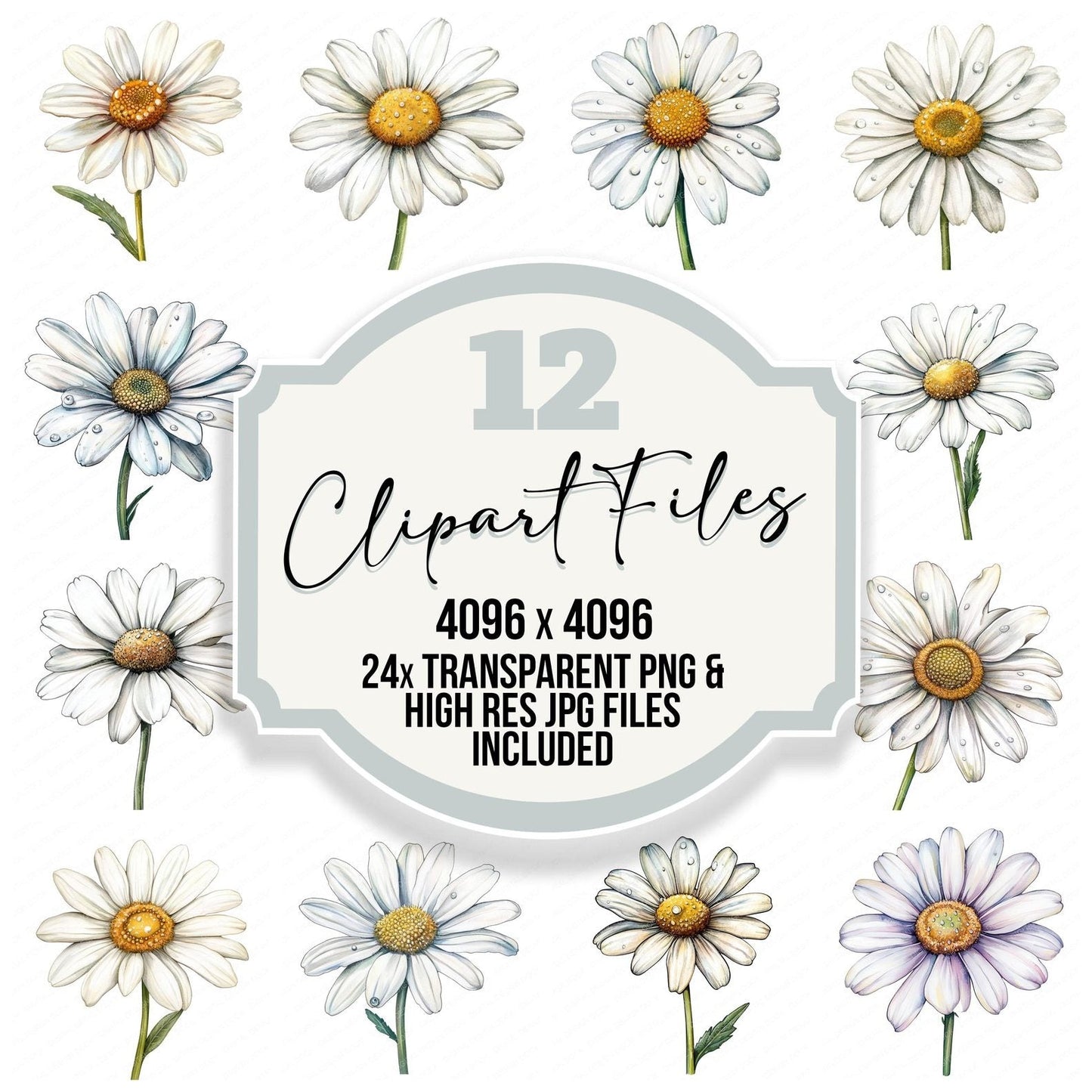Watercolour Daisy Clipart Set (DDD007087)
