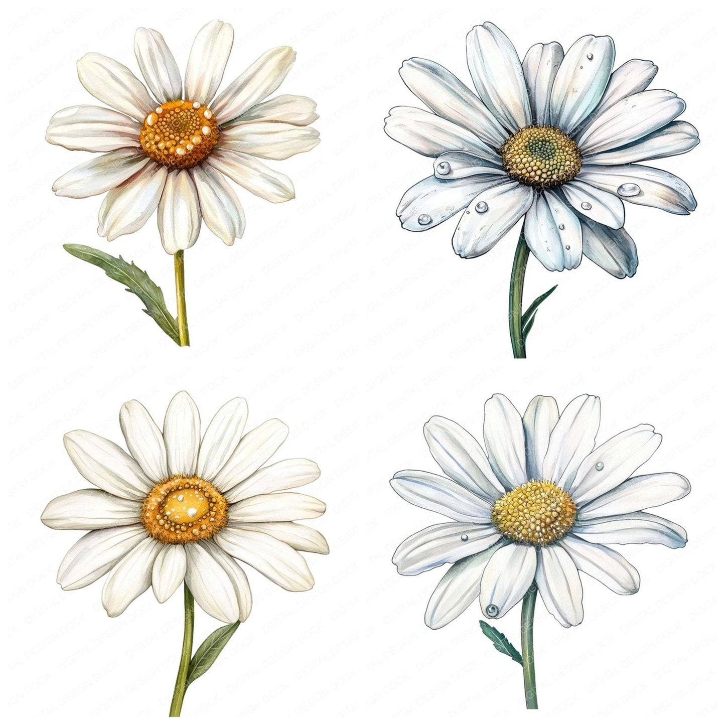 Watercolour Daisy Clipart Set (DDD007087)