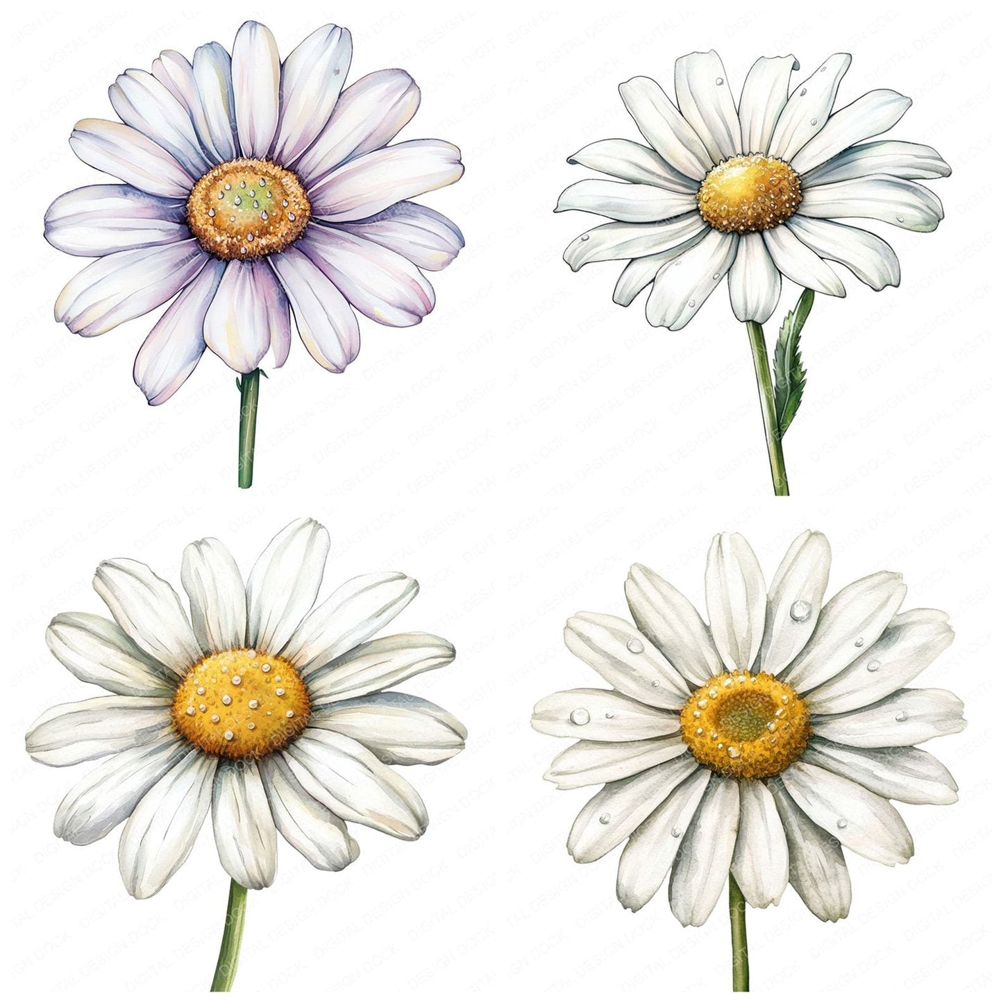 Watercolour Daisy Clipart Set (DDD007087)