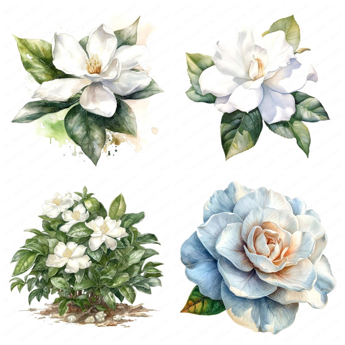 Watercolour Gardenia Clipart Set (DDD007135)