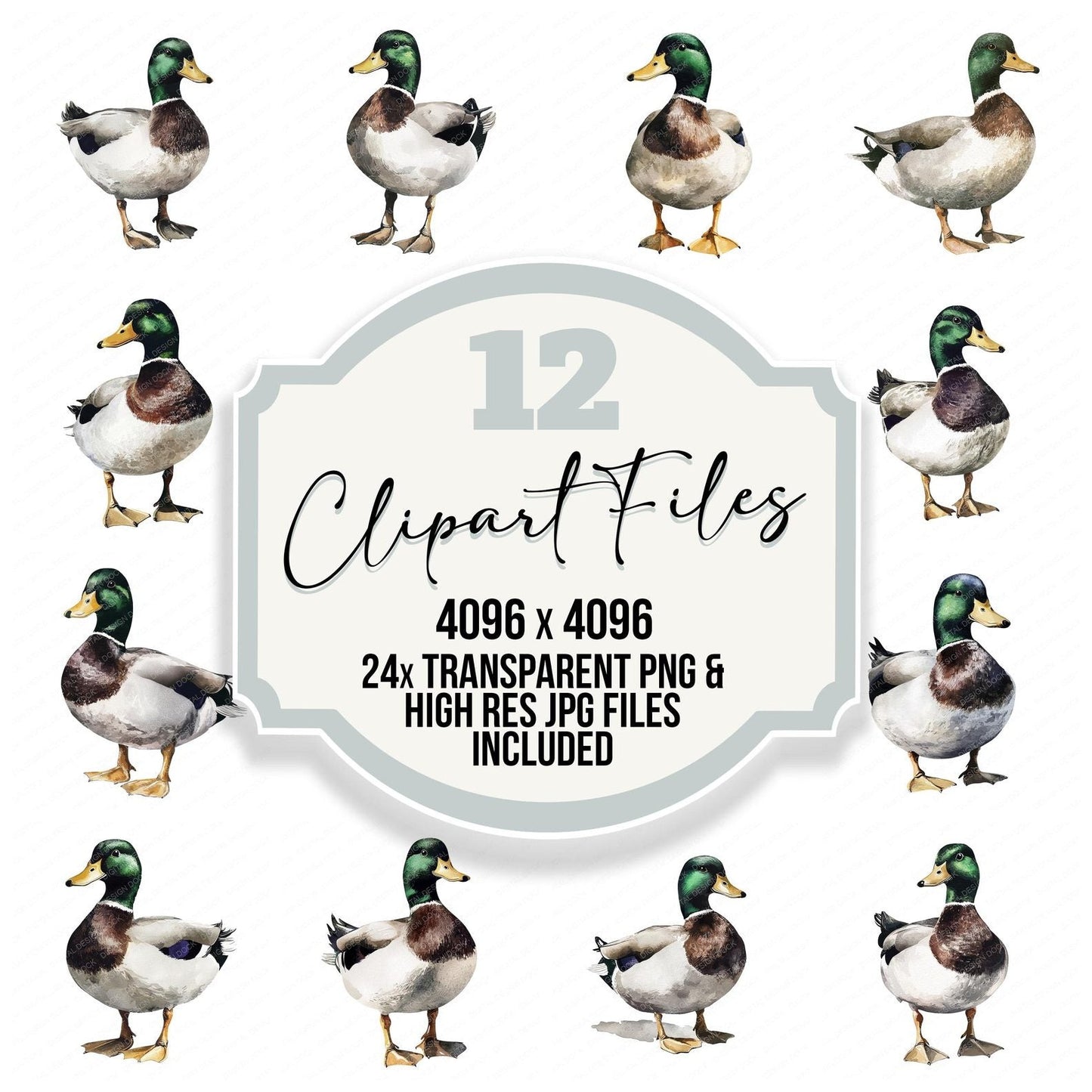 Watercolour Mallard Duck Clipart Set (DDD007206)