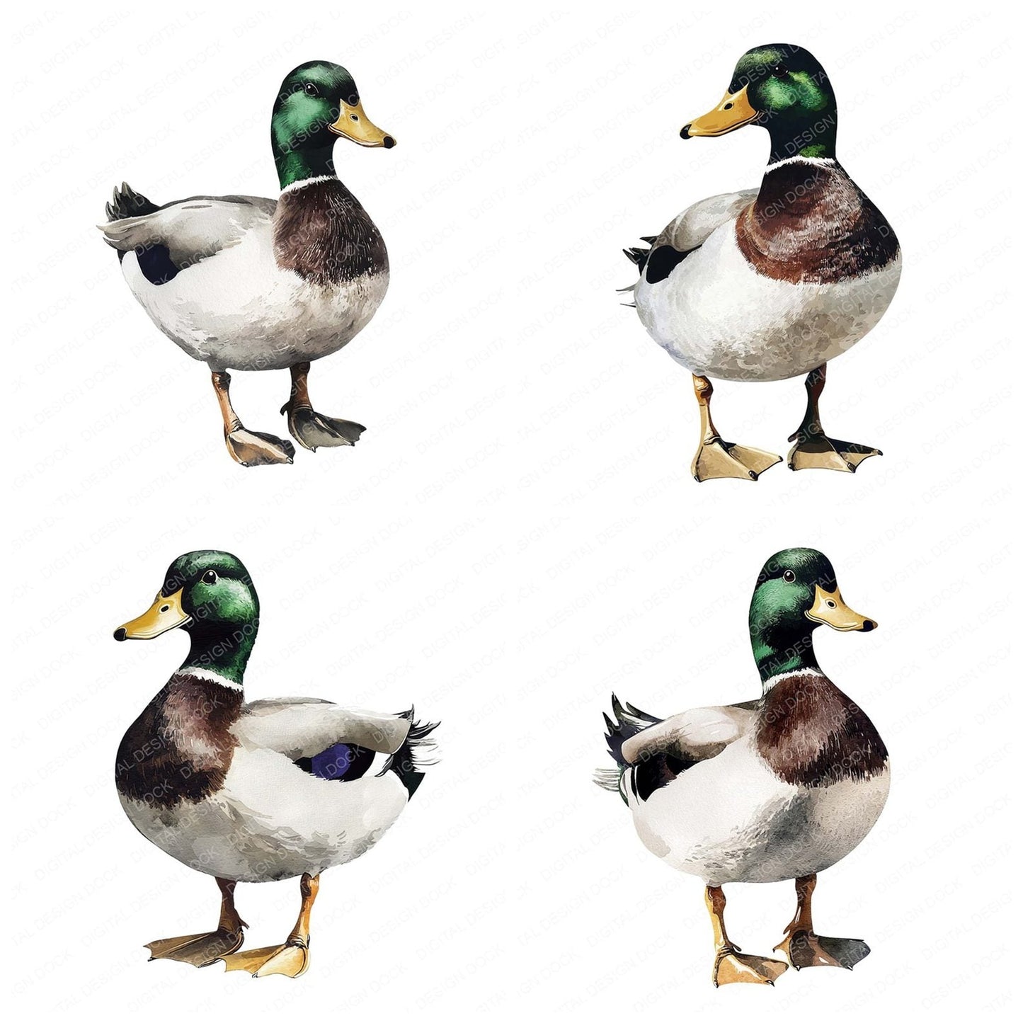 Watercolour Mallard Duck Clipart Set (DDD007206)