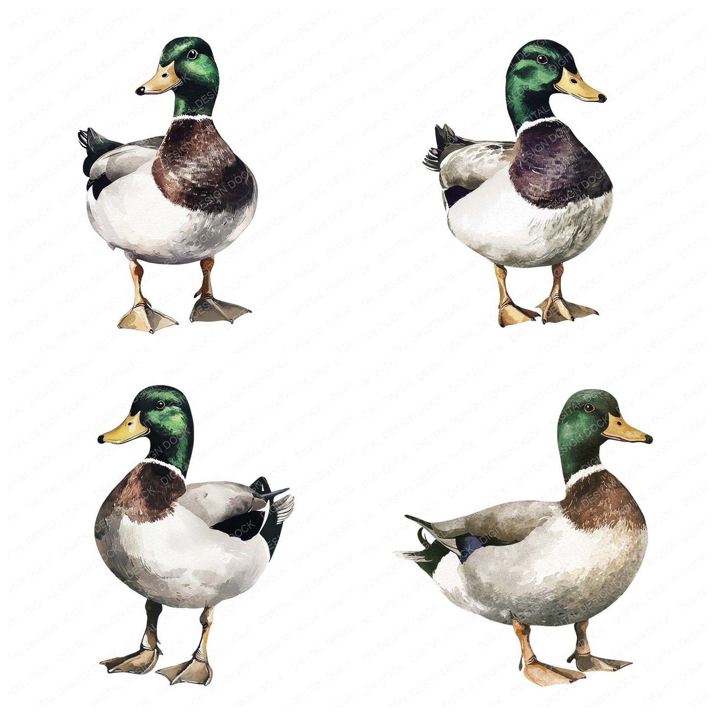 Watercolour Mallard Duck Clipart Set (DDD007206)