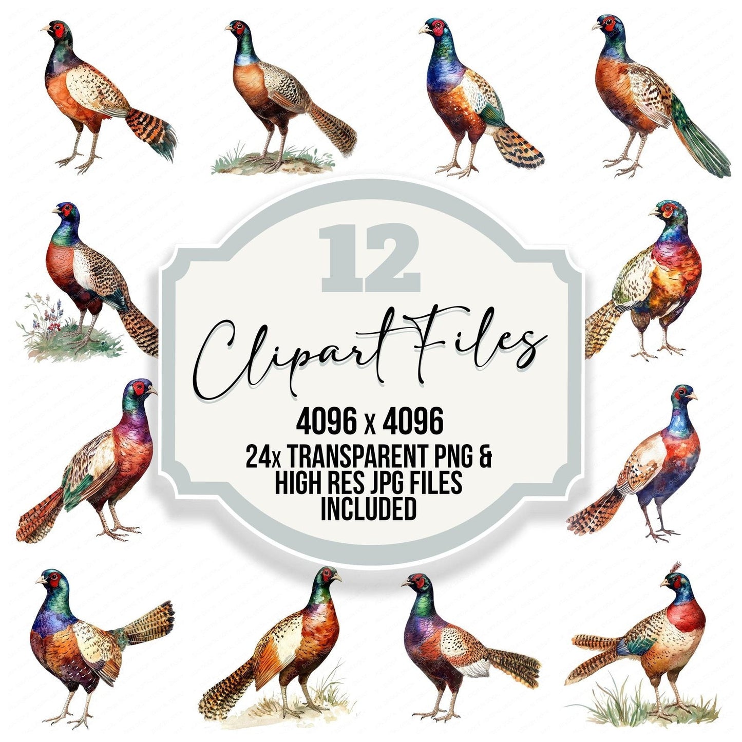 Watercolour Pheasant Clipart Set (DDD007264)