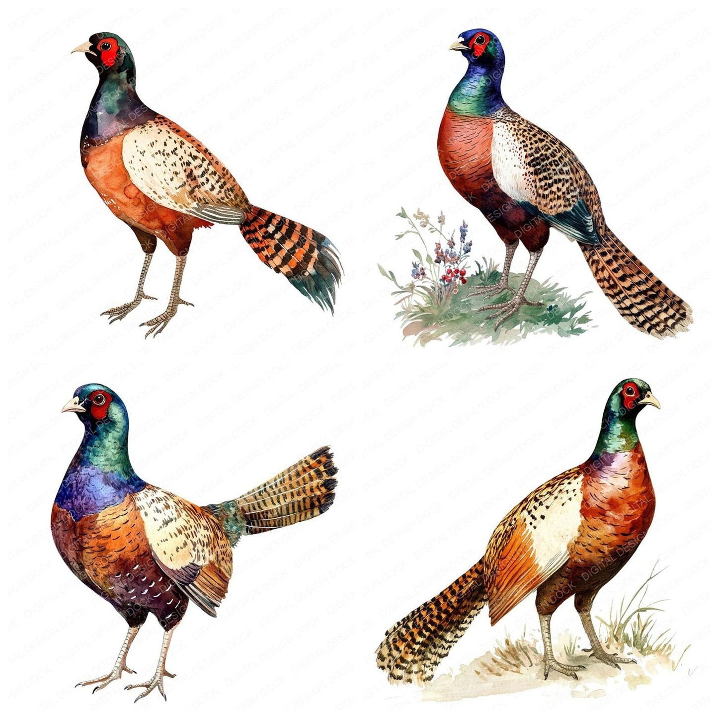 Watercolour Pheasant Clipart Set (DDD007264)