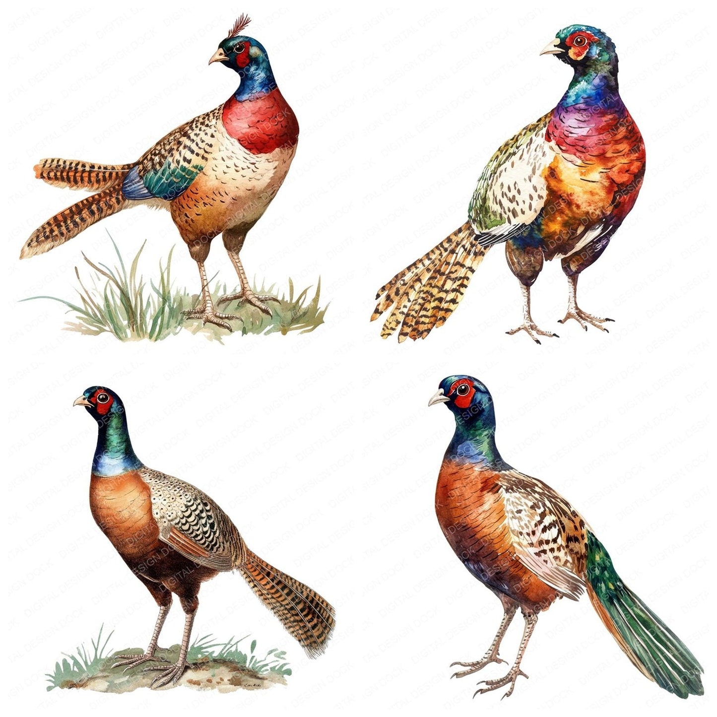 Watercolour Pheasant Clipart Set (DDD007264)