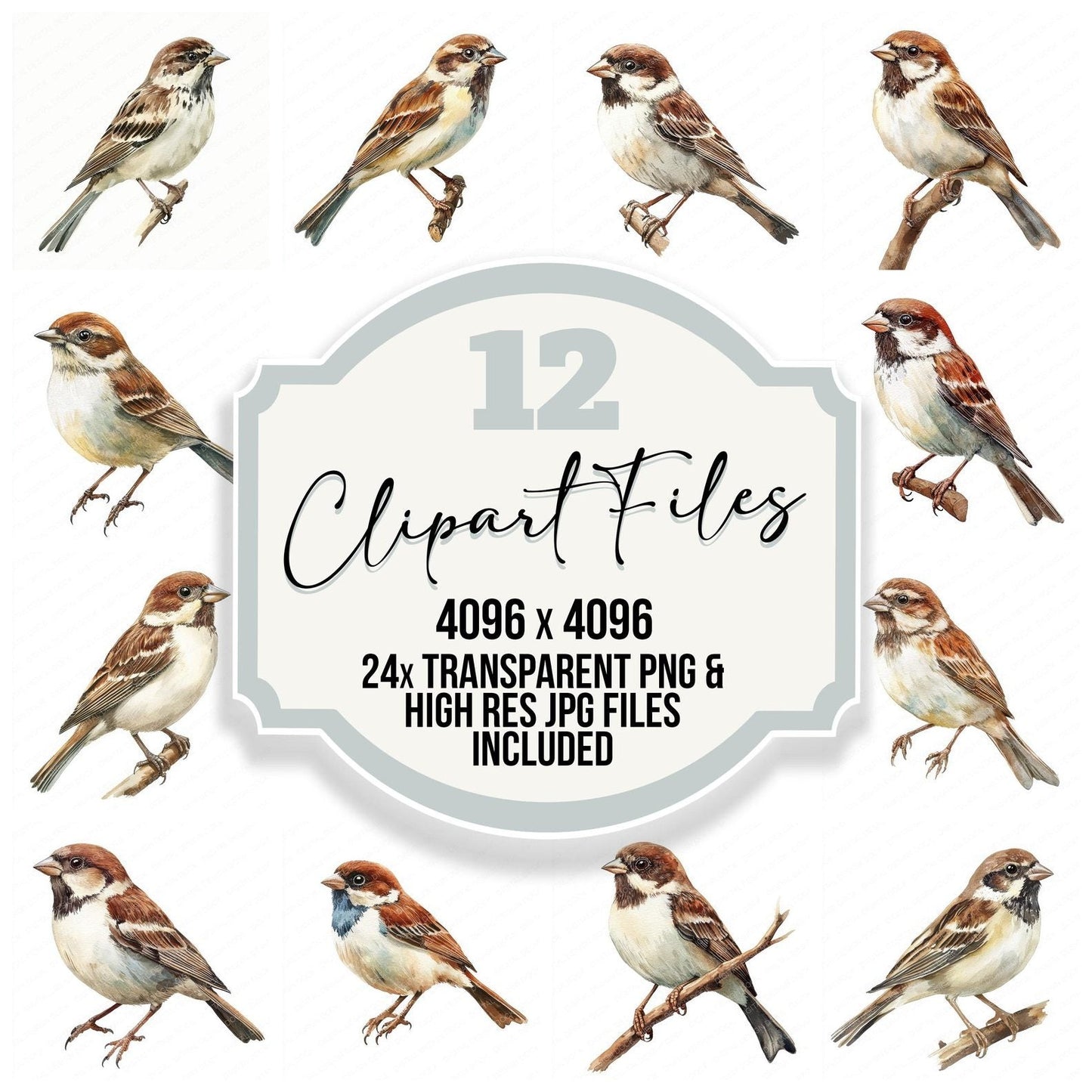 Watercolour Sparrow Bird Clipart Set (DDD007348)