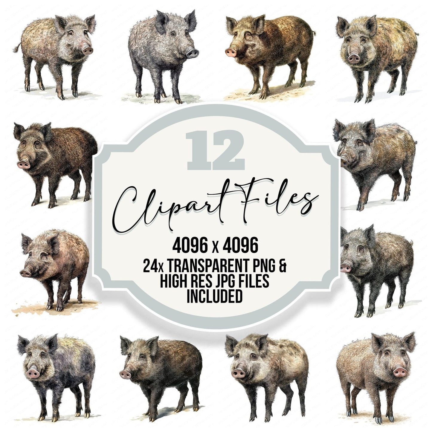 Wild Boar Clipart Set (DDD007467)