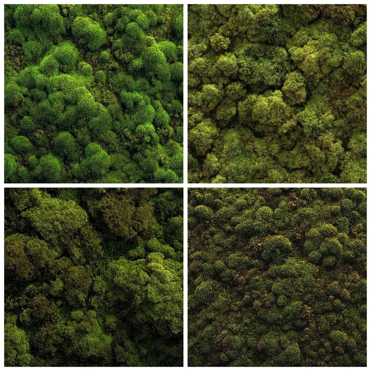 Green Moss Texture Digital Paper Pack (DDD008097)