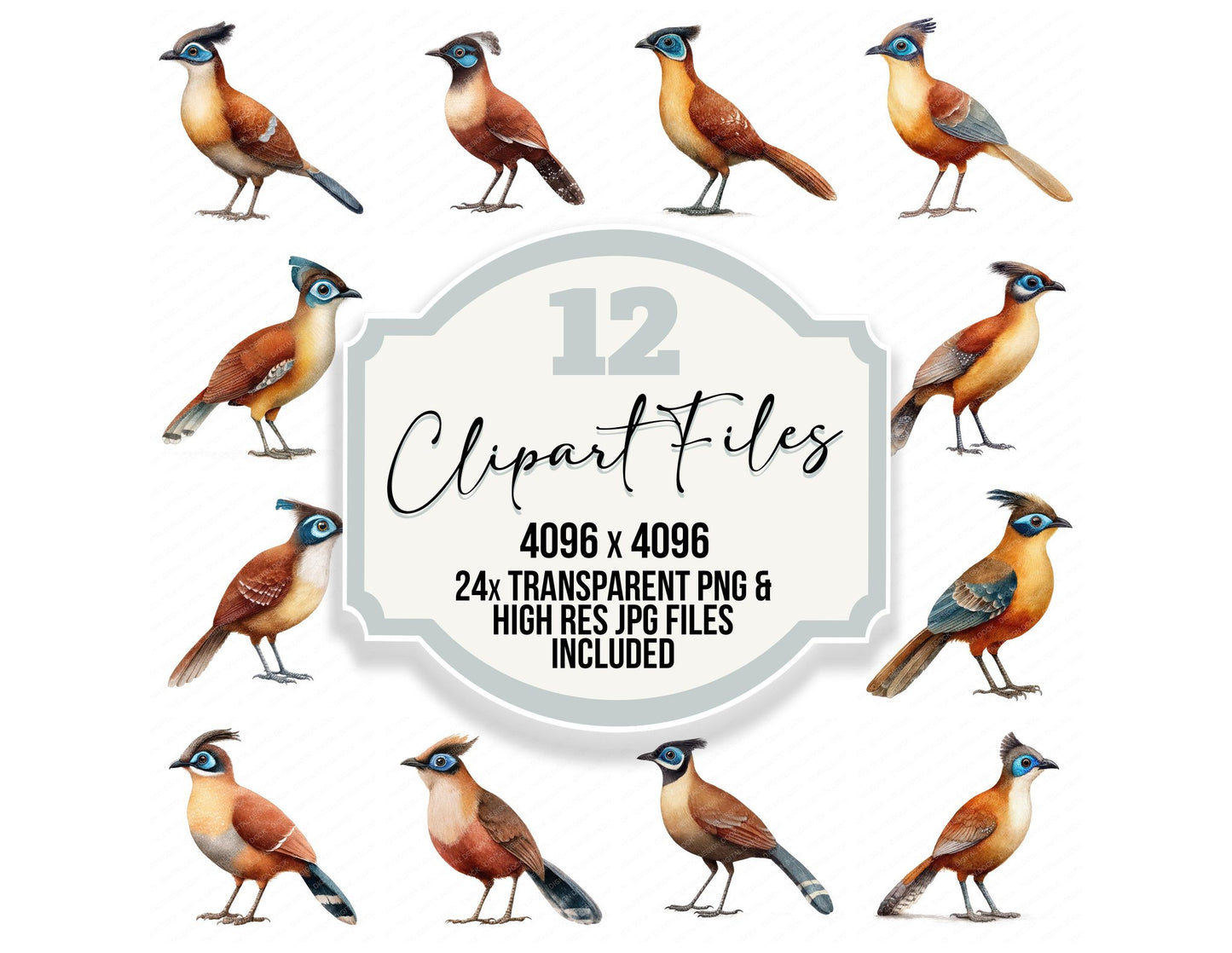 Crested Coua Exotic Bird Clipart Set (DDD008209)