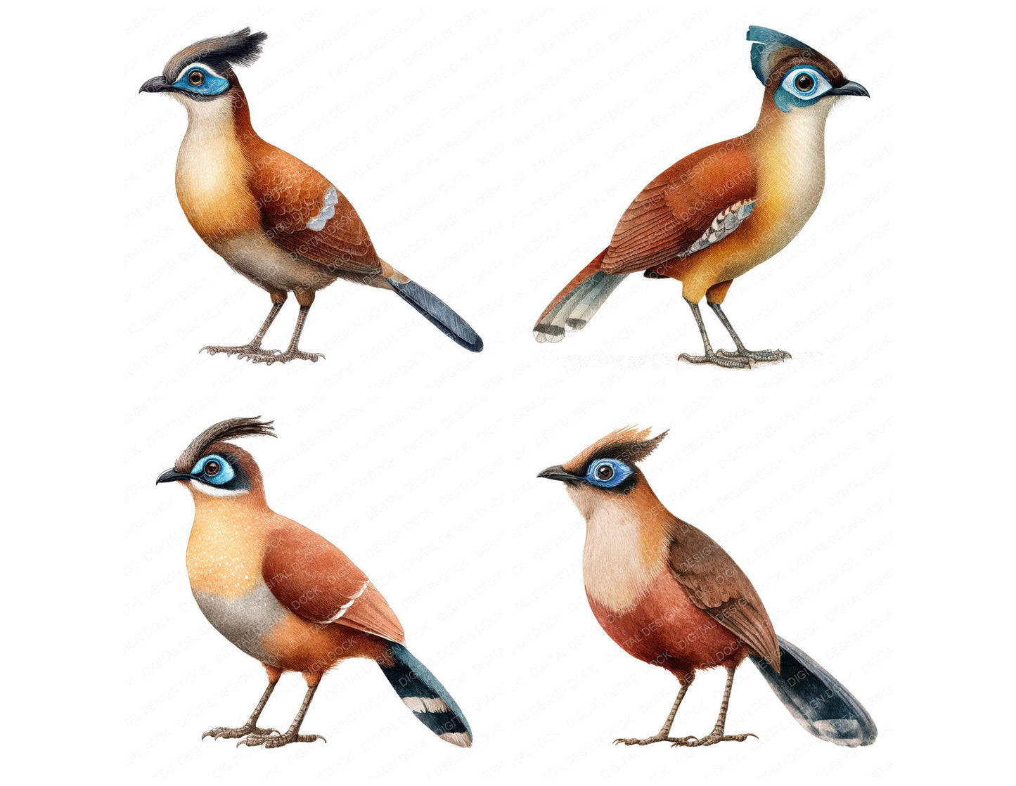 Crested Coua Exotic Bird Clipart Set (DDD008209)