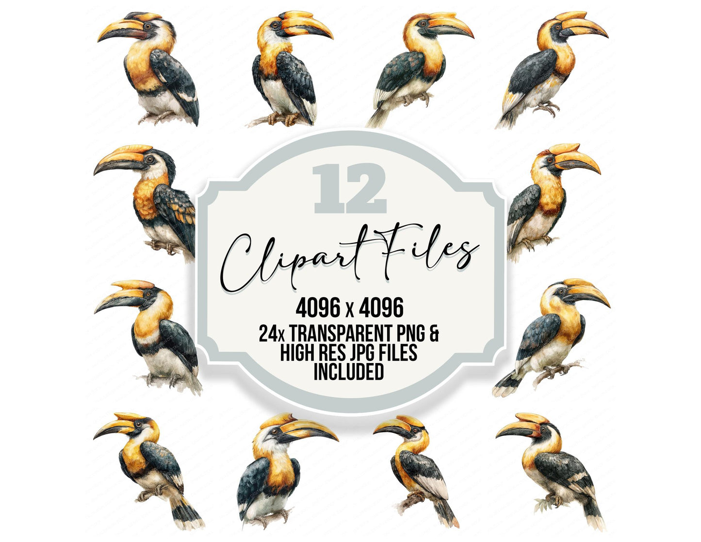 Hornbill Exotic Bird Clipart Set (DDD008213)