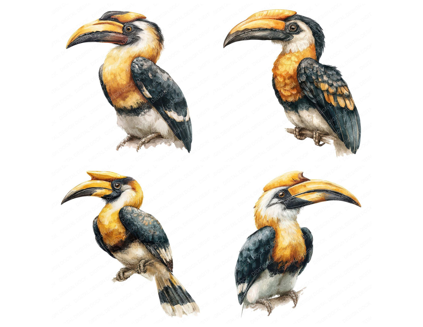 Hornbill Exotic Bird Clipart Set (DDD008213)