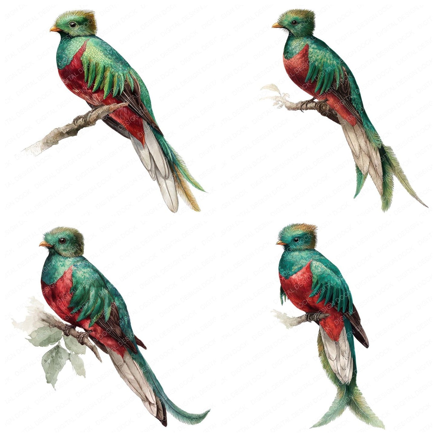 Resplendent Quetzal Exotic Bird Clipart Set (DDD008220)