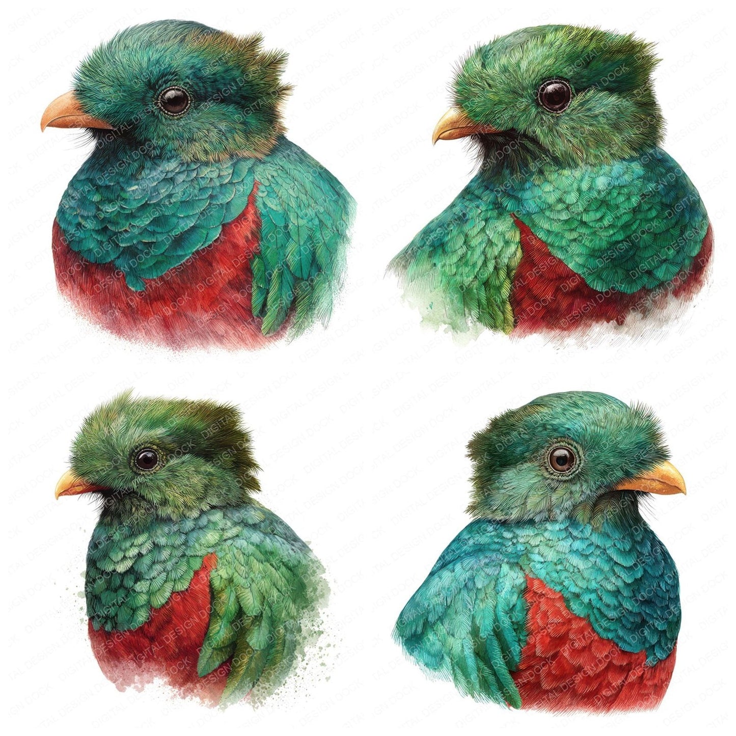 Resplendent Quetzal Exotic Bird Portrait Clipart Set (DDD008221)