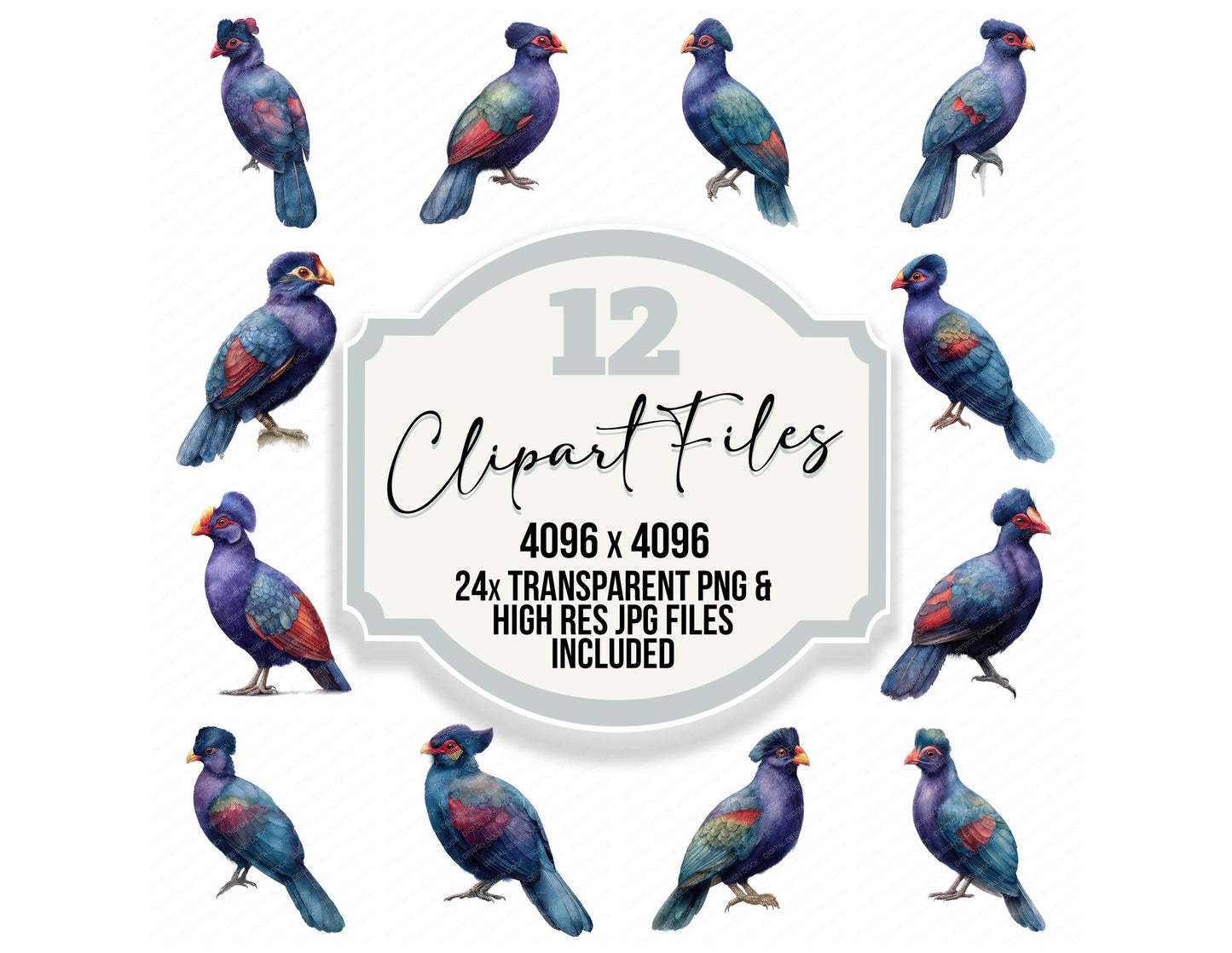 Violet Turaco Exotic Bird Clipart Set (DDD008226)
