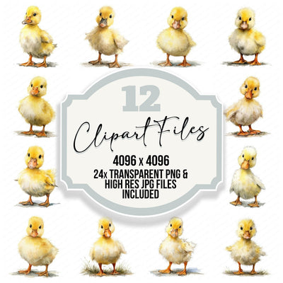 Cute Little Duckling Clipart Set (DDD008231)