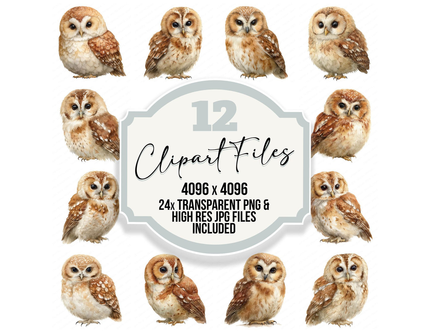 Cute Little Owl Clipart Set (DDD008236)