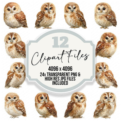 Cute Little Owl Clipart Set (DDD008236)