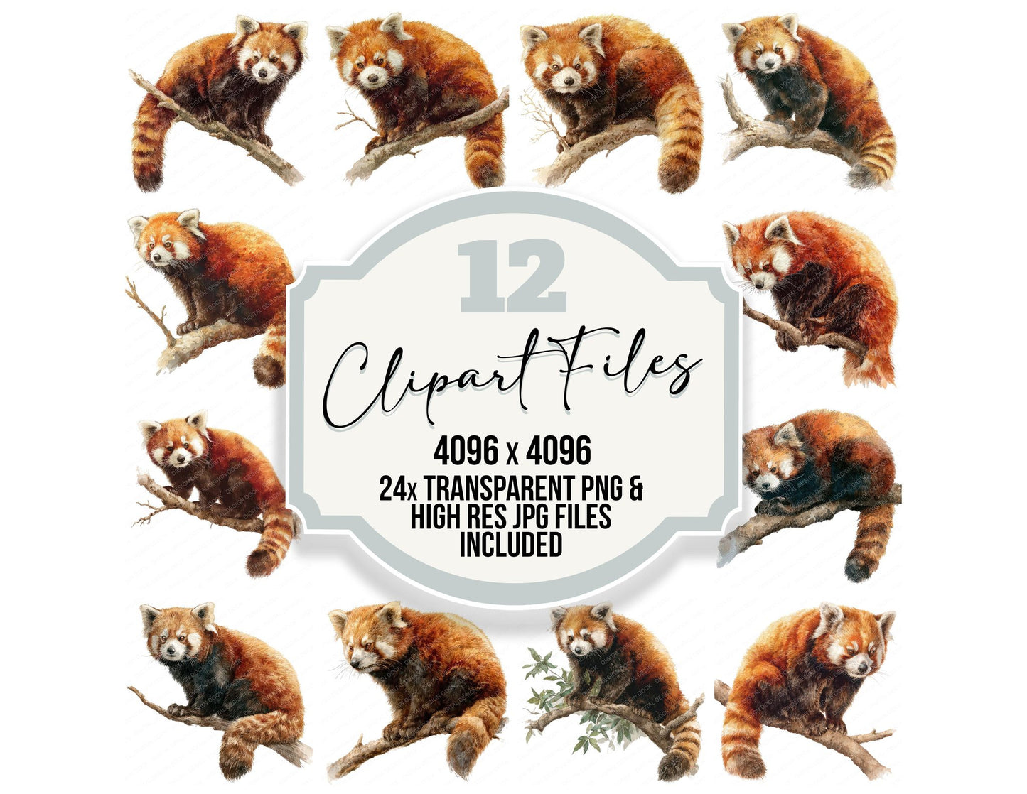 Red Panda Exotic Animal Clipart Set (DDD008243)