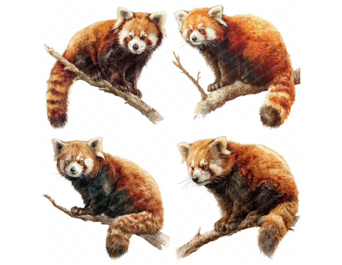 Red Panda Exotic Animal Clipart Set (DDD008243)