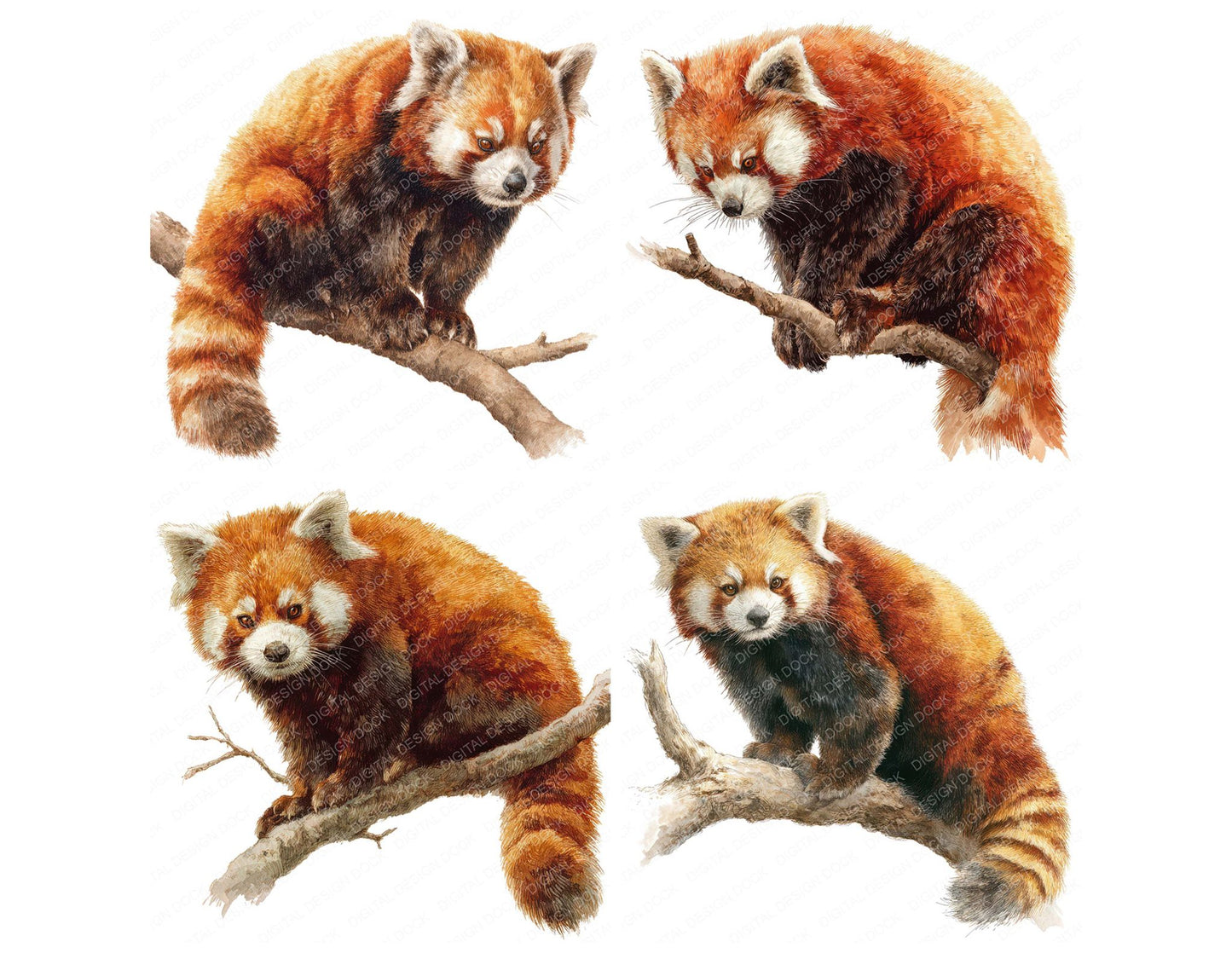 Red Panda Exotic Animal Clipart Set (DDD008243)