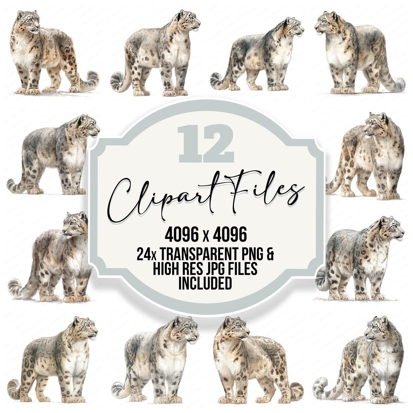 Snow Leopard Exotic Animal Clipart Set (DDD008247)