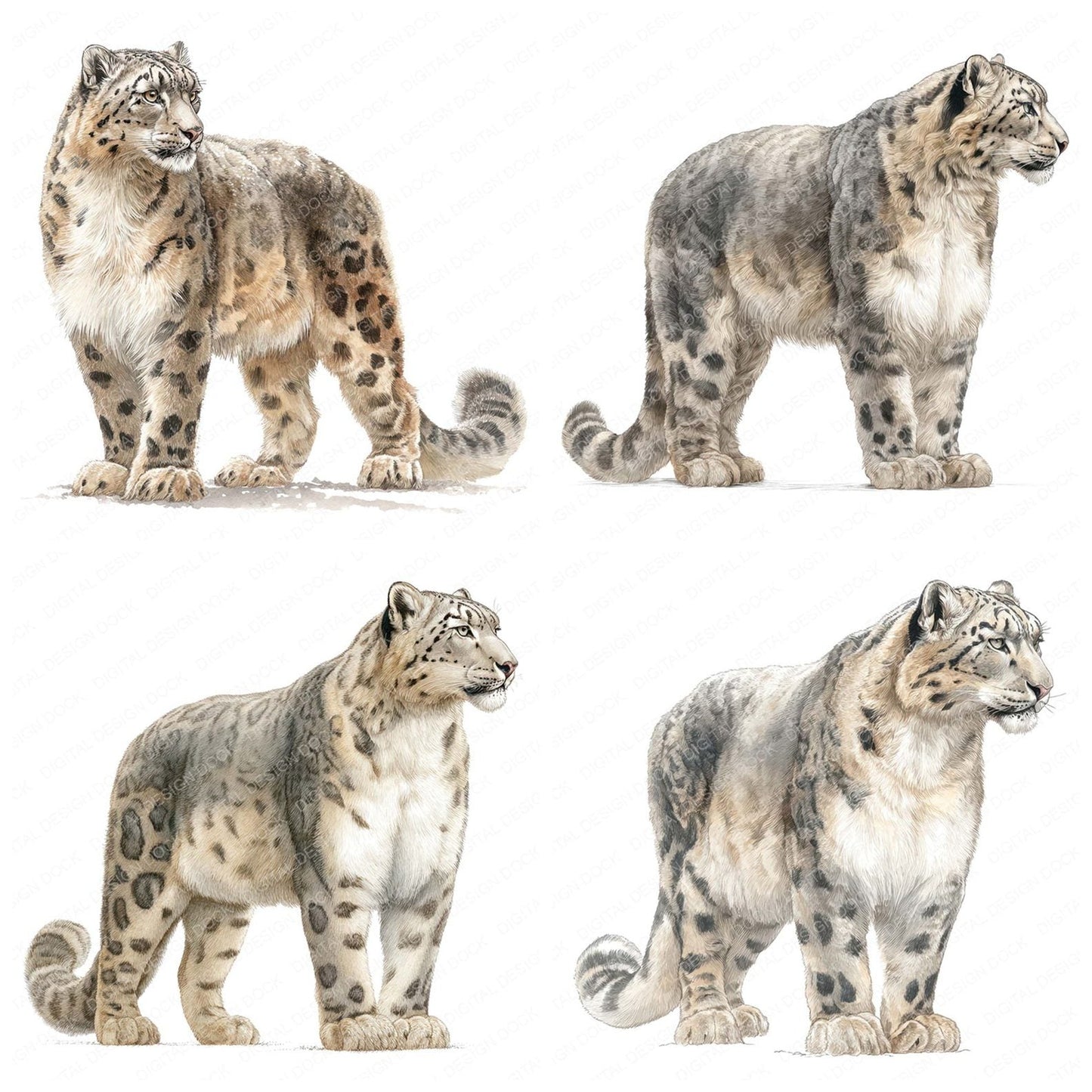 Snow Leopard Exotic Animal Clipart Set (DDD008247)