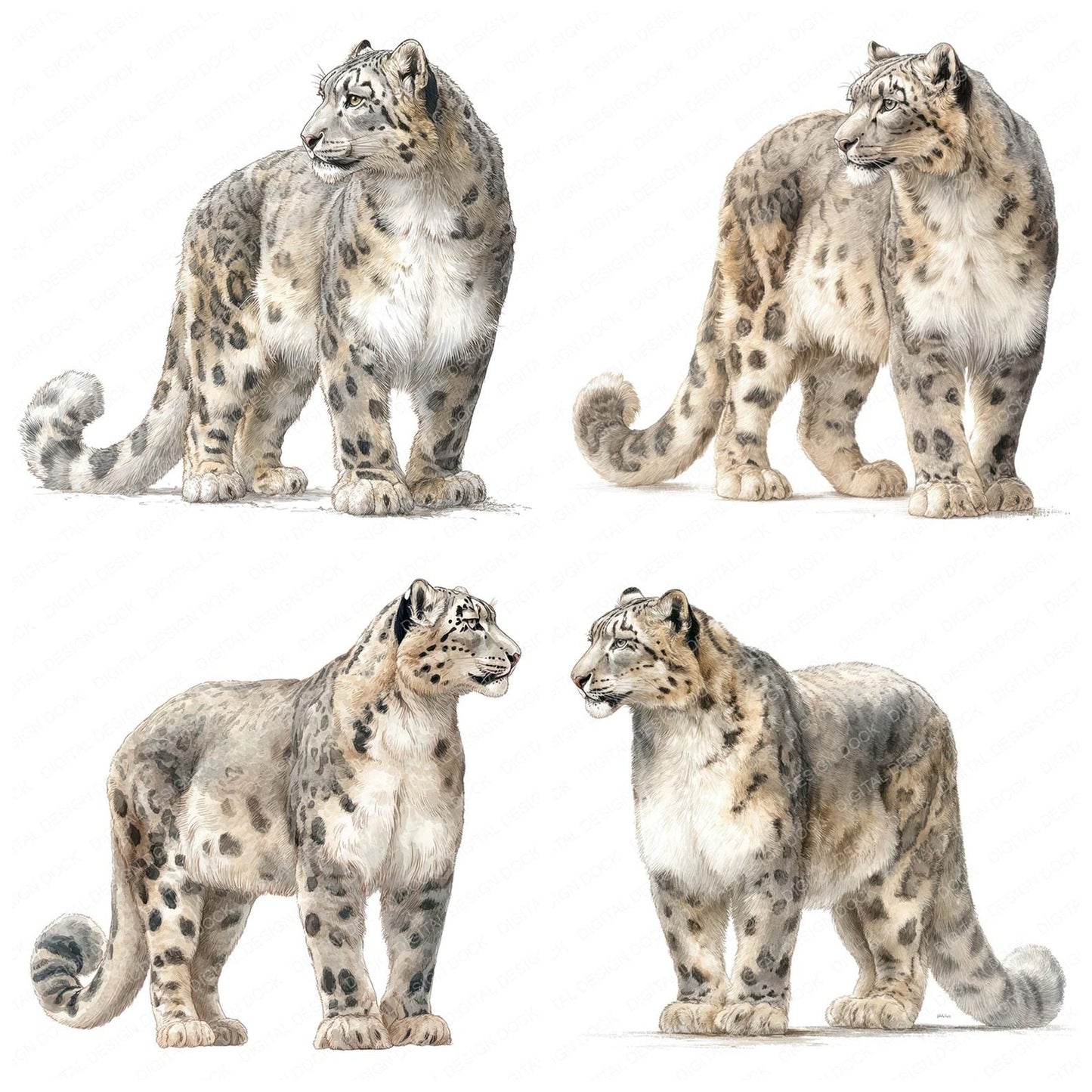 Snow Leopard Exotic Animal Clipart Set (DDD008247)