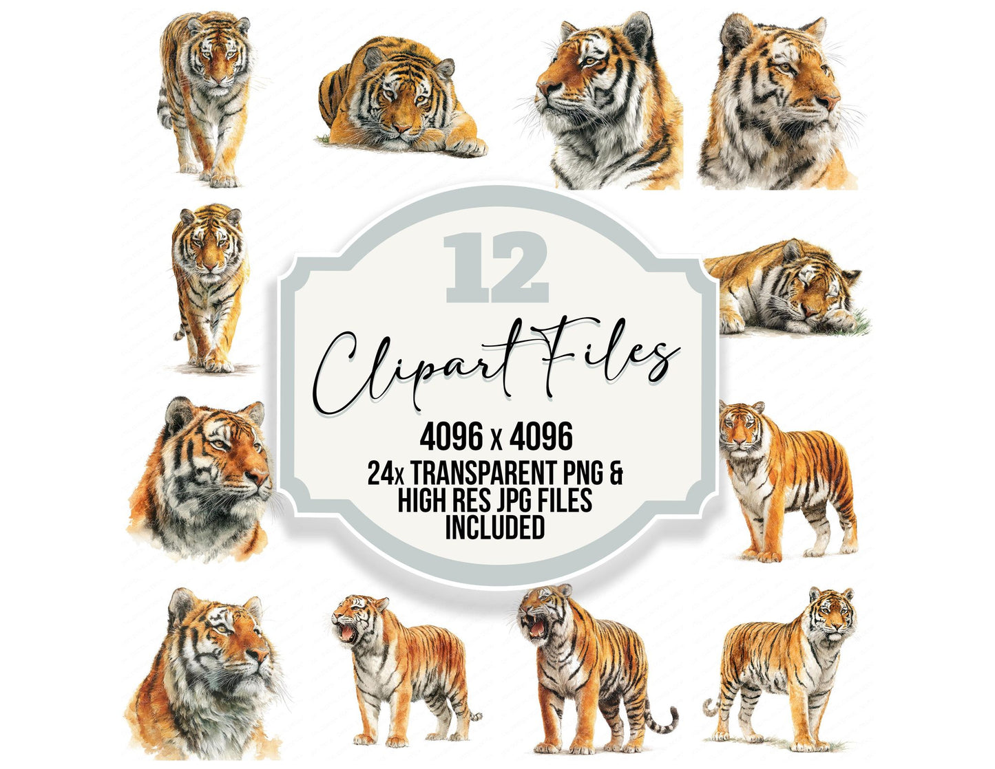 Realistic Tiger Illustration Clipart Set (DDD008748)