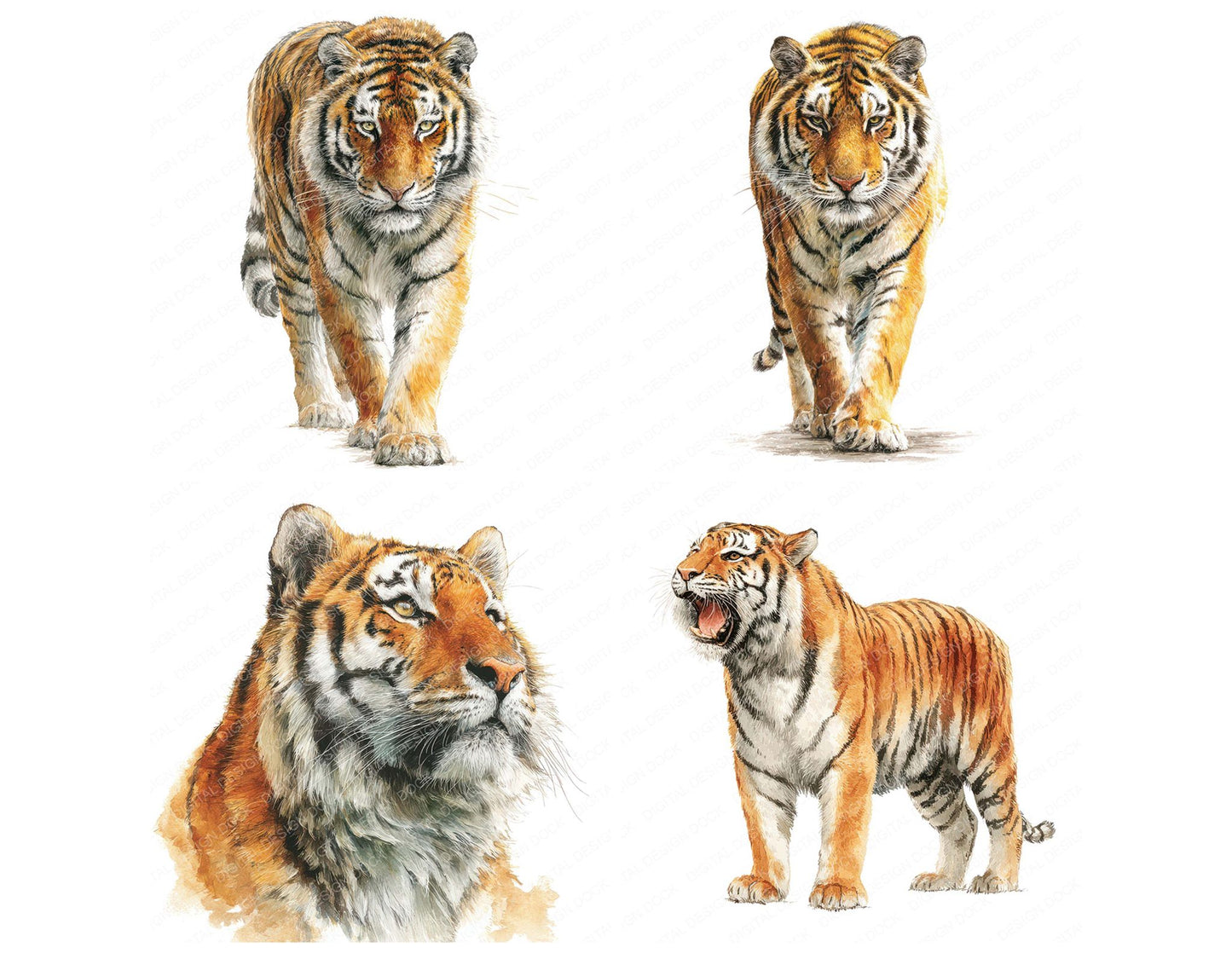 Realistic Tiger Illustration Clipart Set (DDD008748)