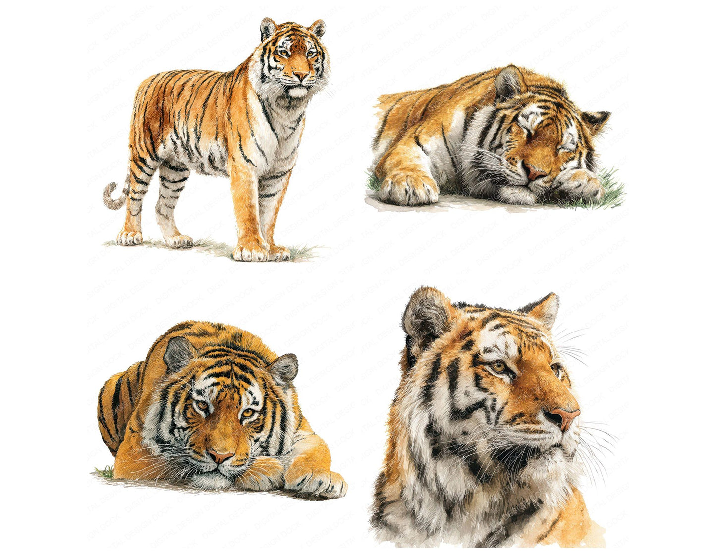 Realistic Tiger Illustration Clipart Set (DDD008748)