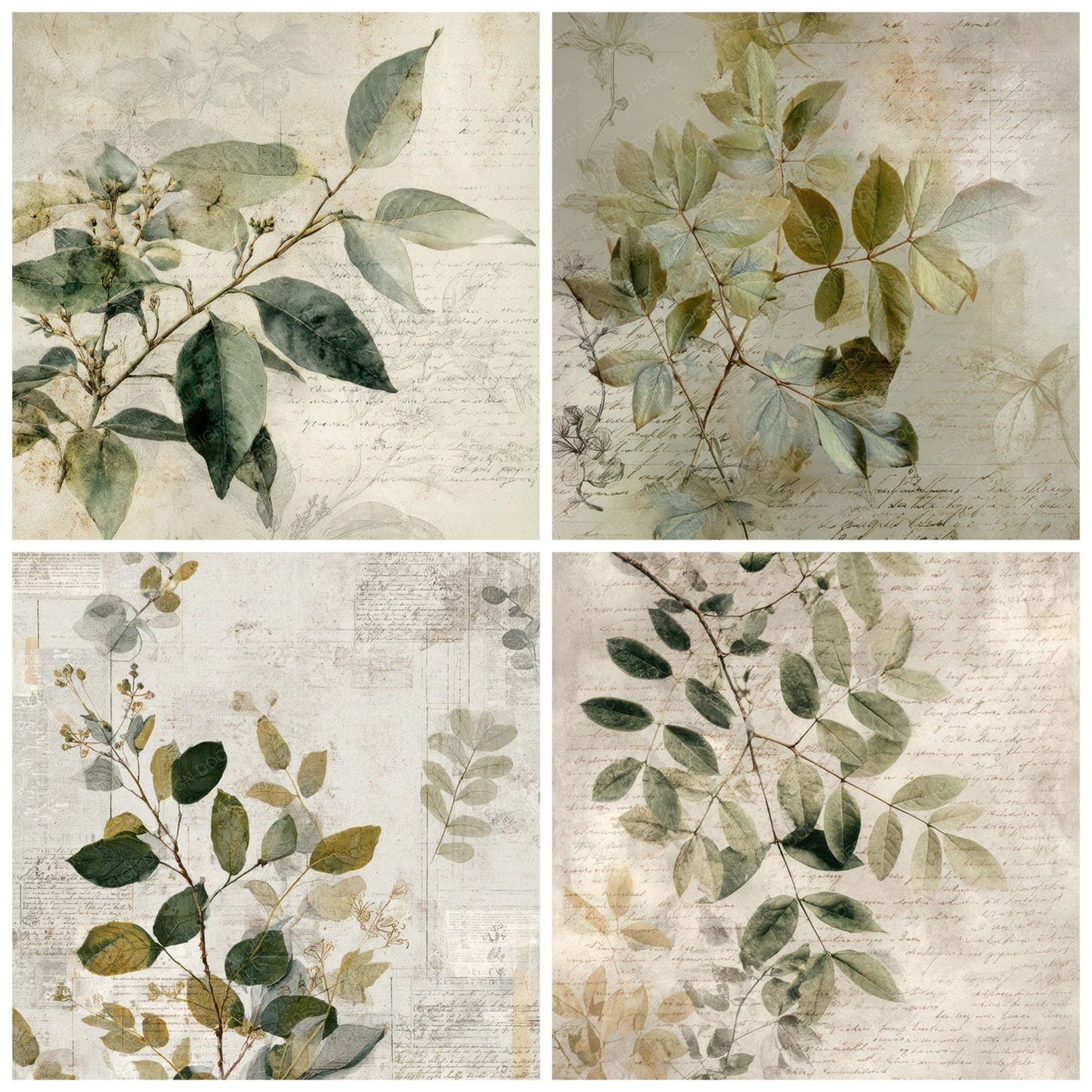 Botanical Study Script Digital Paper Pack (DDD008816)
