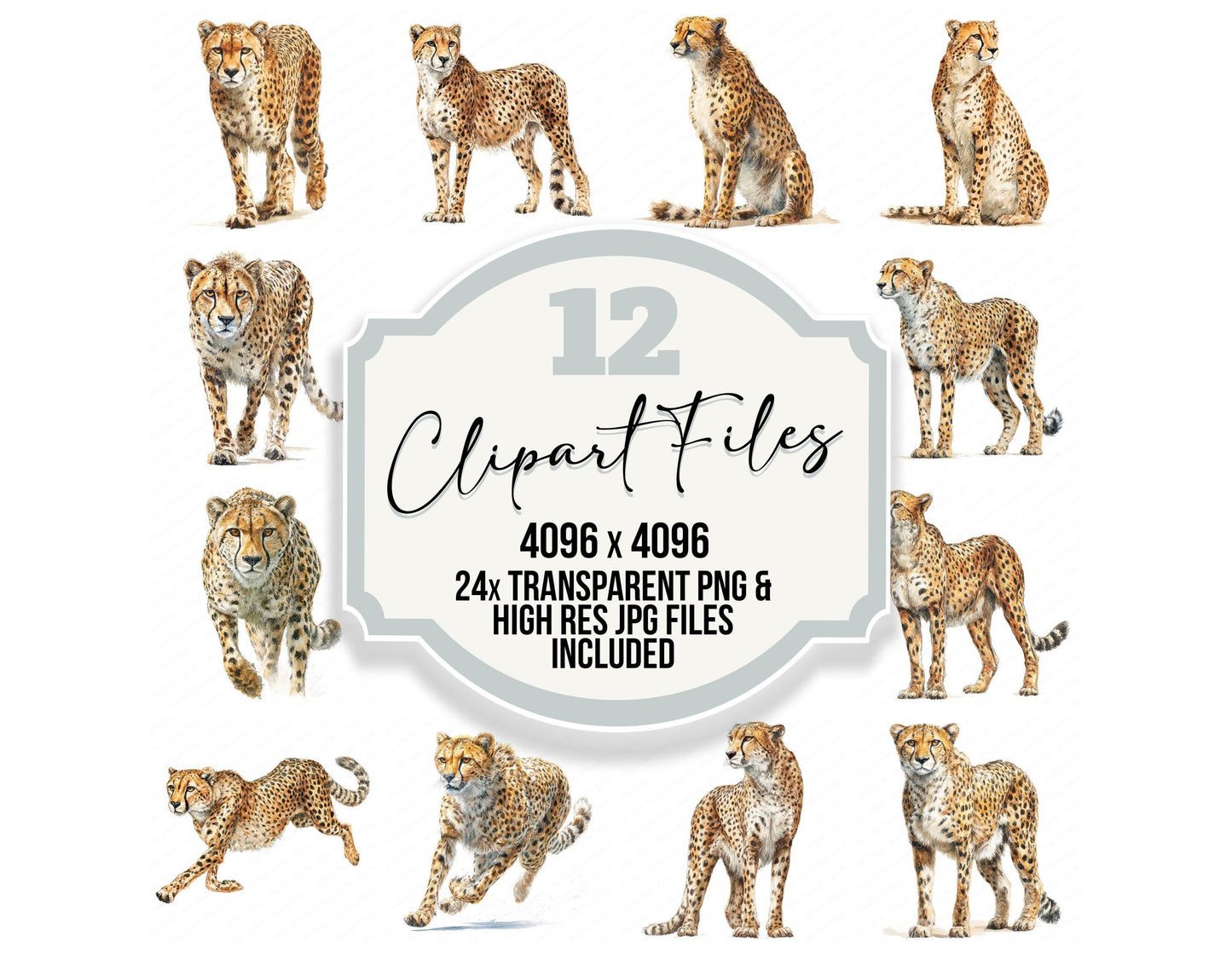 Realistic Cheetah Illustration Clipart Set (DDD008849)