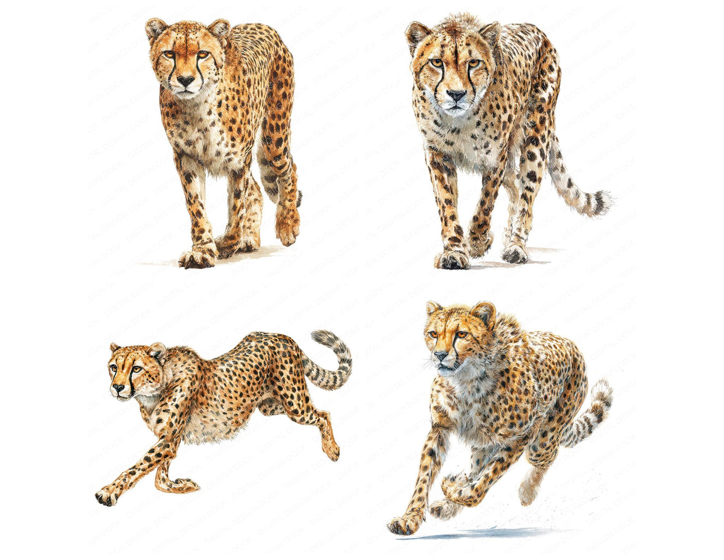 Realistic Cheetah Illustration Clipart Set (DDD008849)
