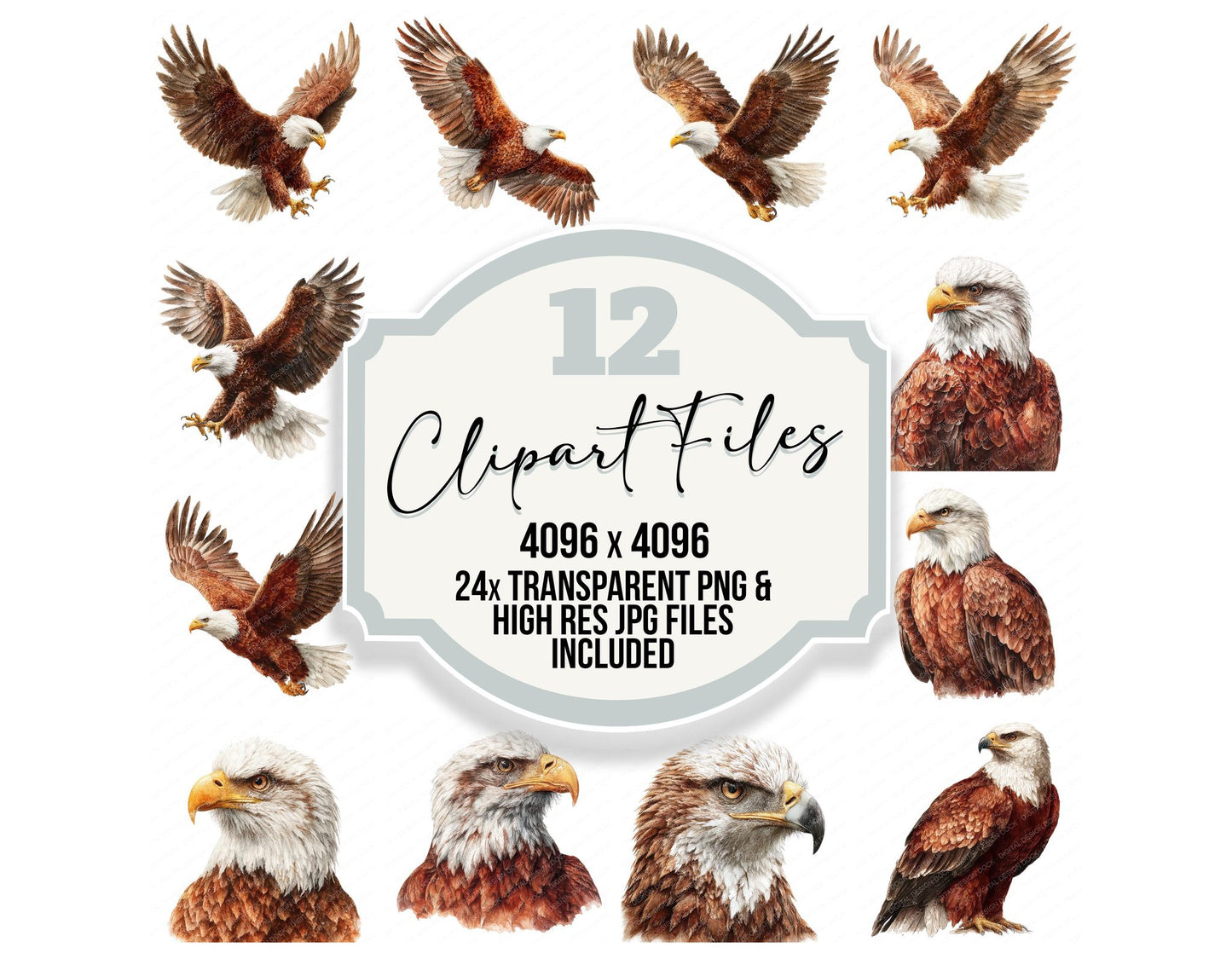 Realistic Eagle Illustration Clipart Set (DDD008850)