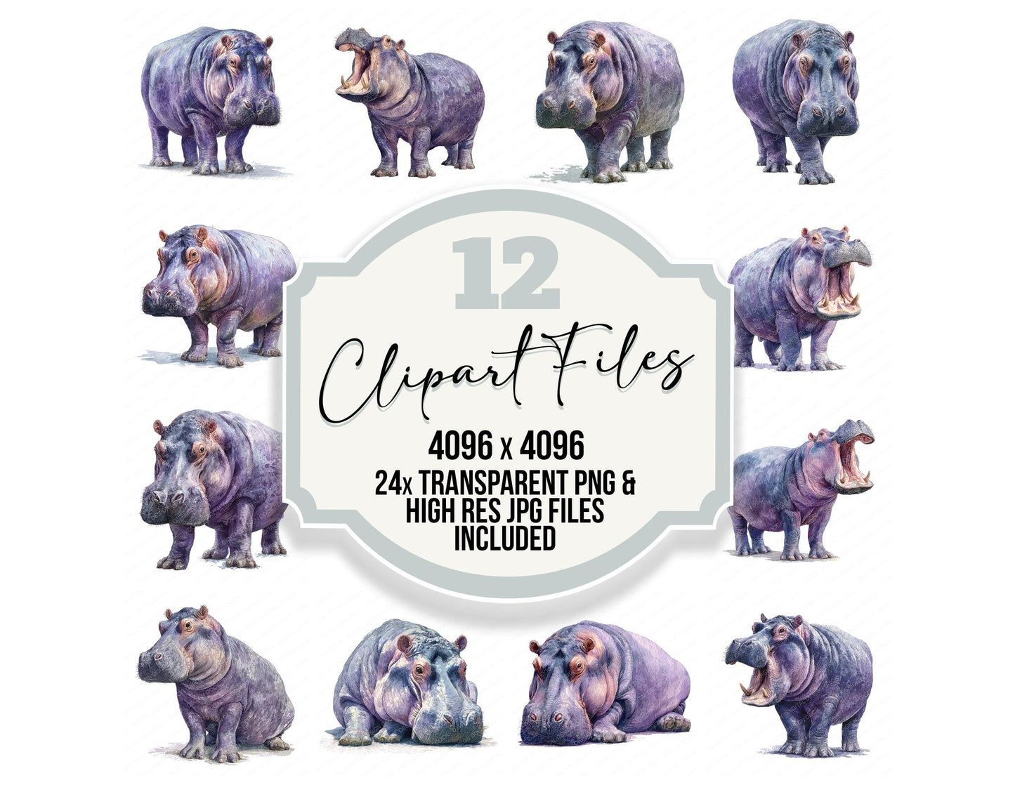 Realistic Hippo Illustration Clipart Set (DDD008854)