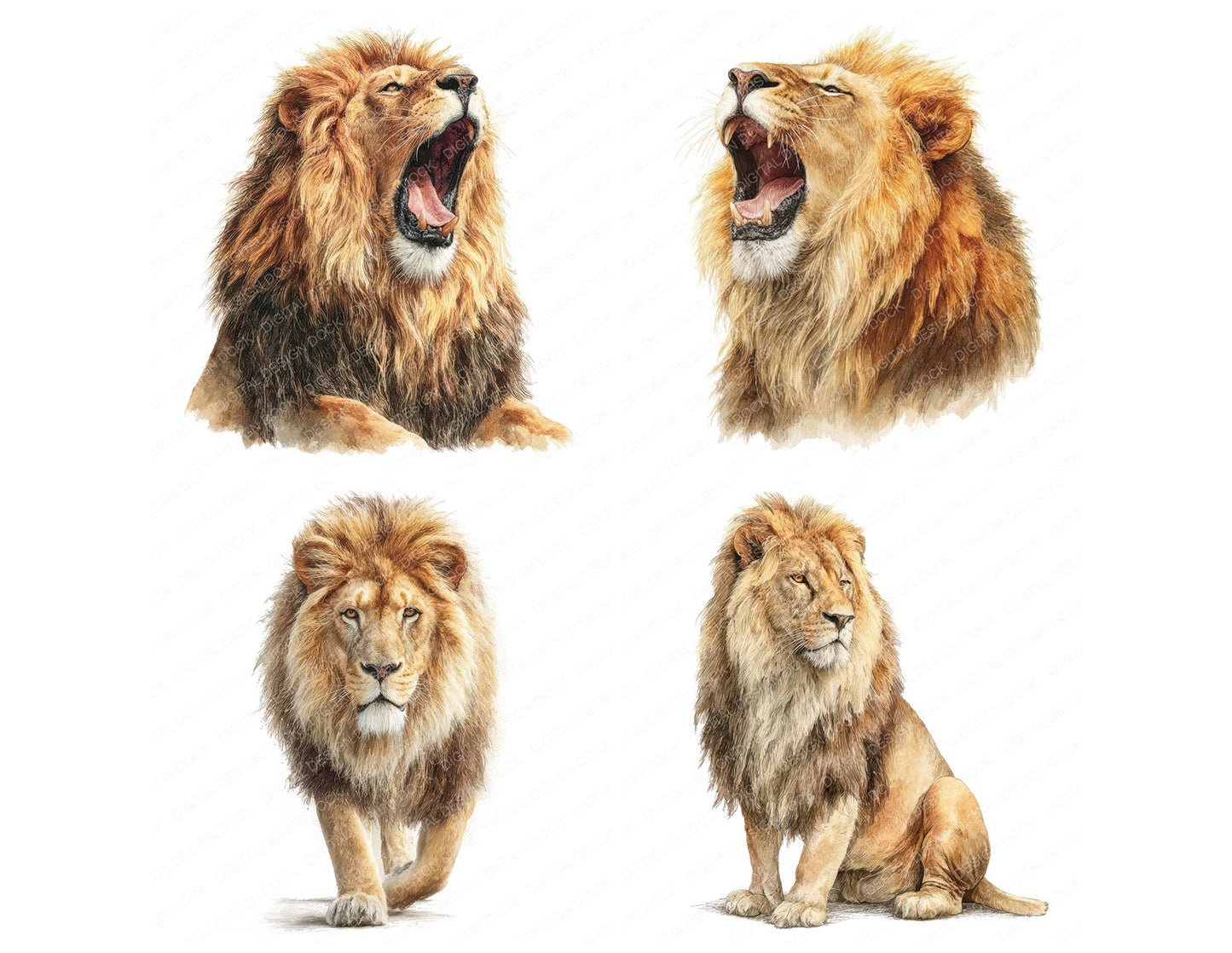 Realistic Lion Illustration Clipart Set (DDD008858)