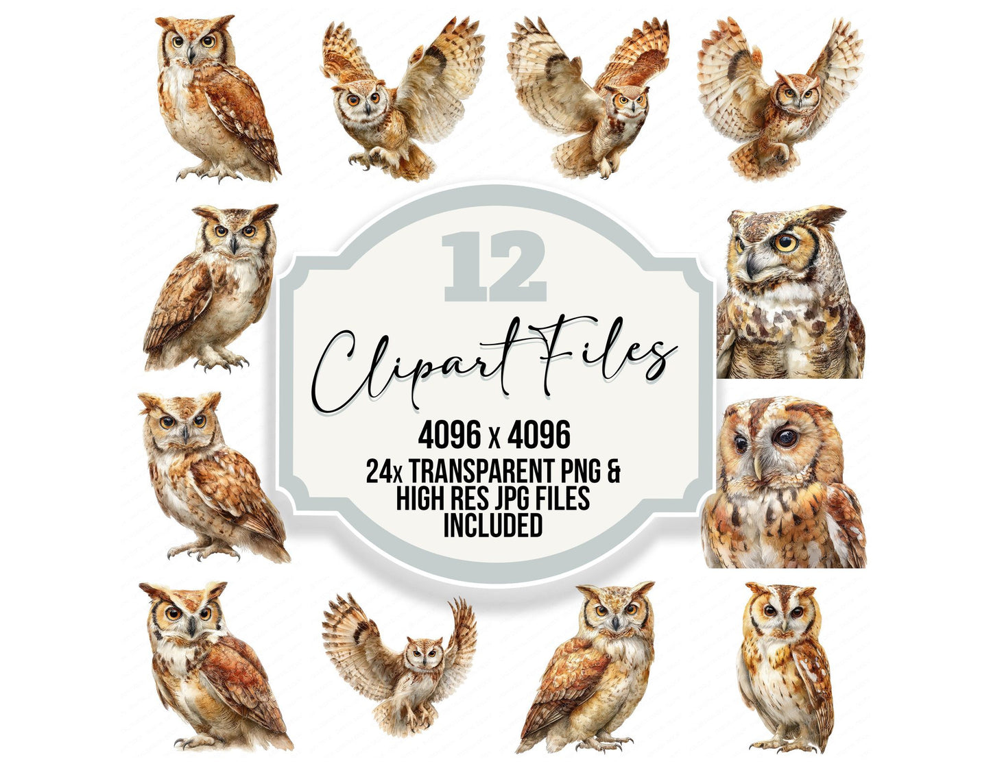 Realistic Owl Illustration Clipart Set (DDD008861)