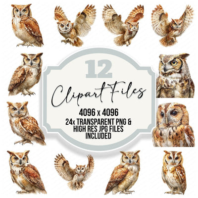 Realistic Owl Illustration Clipart Set (DDD008861)