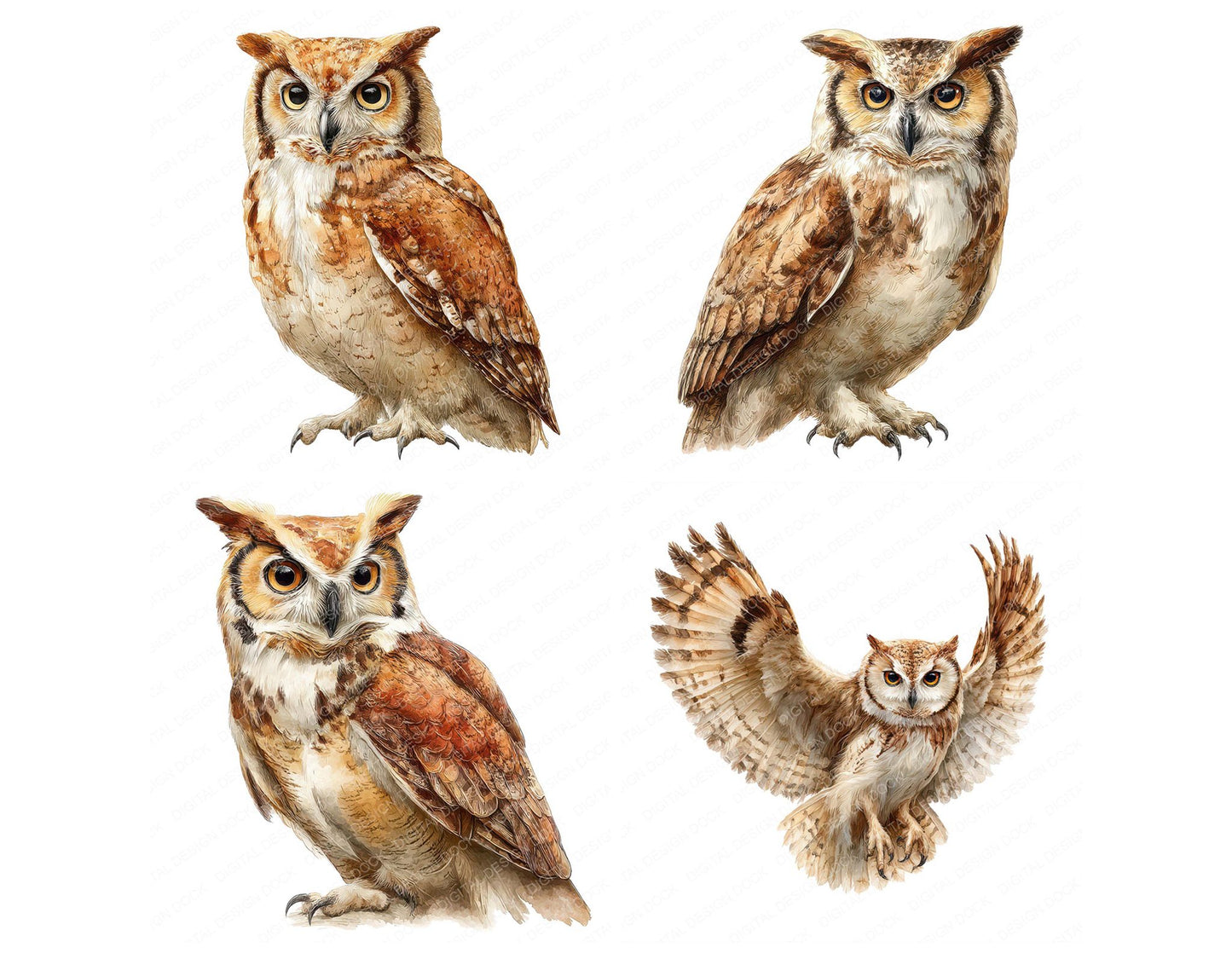 Realistic Owl Illustration Clipart Set (DDD008861)