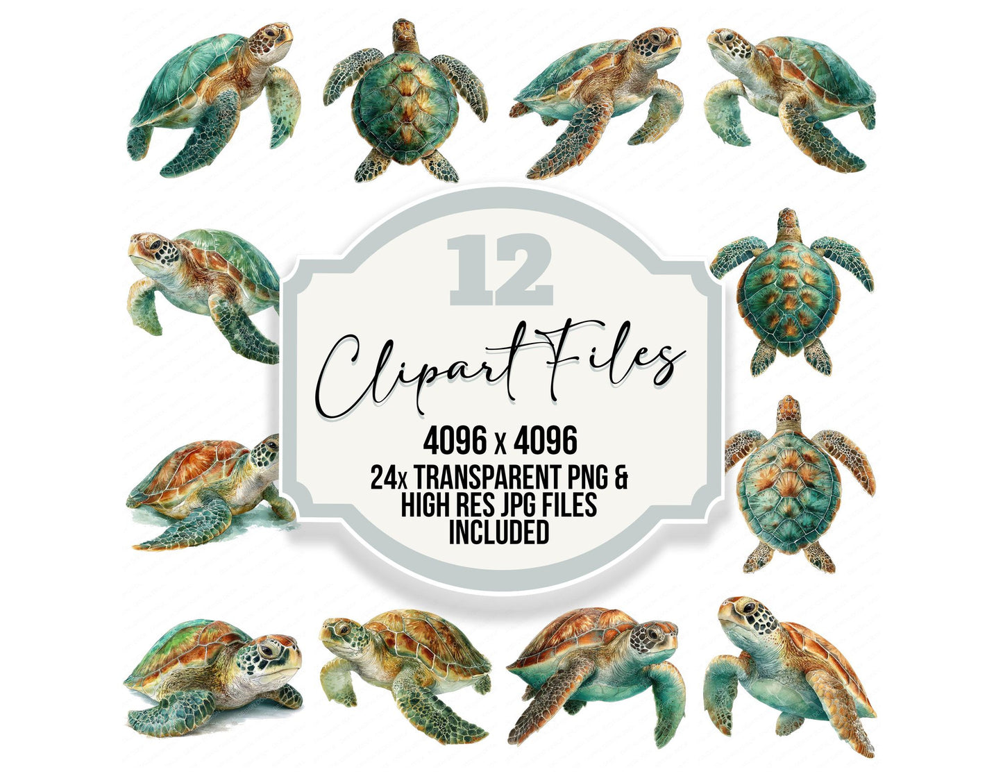 Realistic Sea Turtle Illustration Clipart Set (DDD008864)