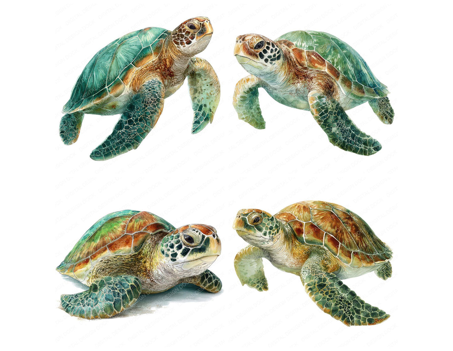 Realistic Sea Turtle Illustration Clipart Set (DDD008864)