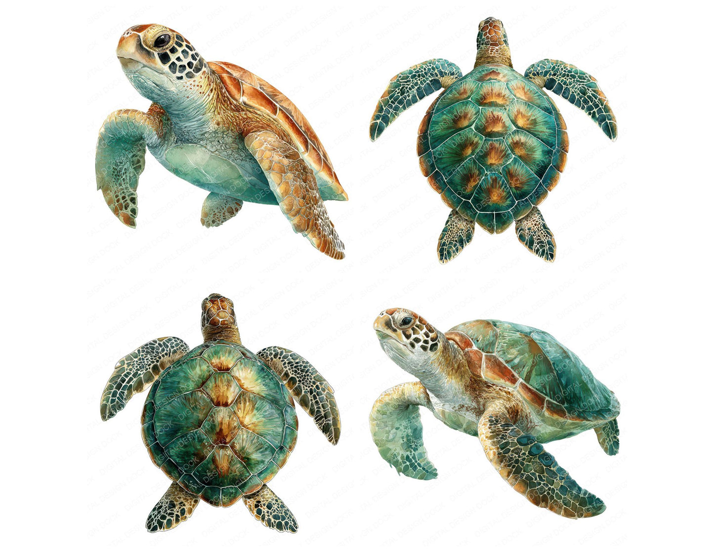 Realistic Sea Turtle Illustration Clipart Set (DDD008864)