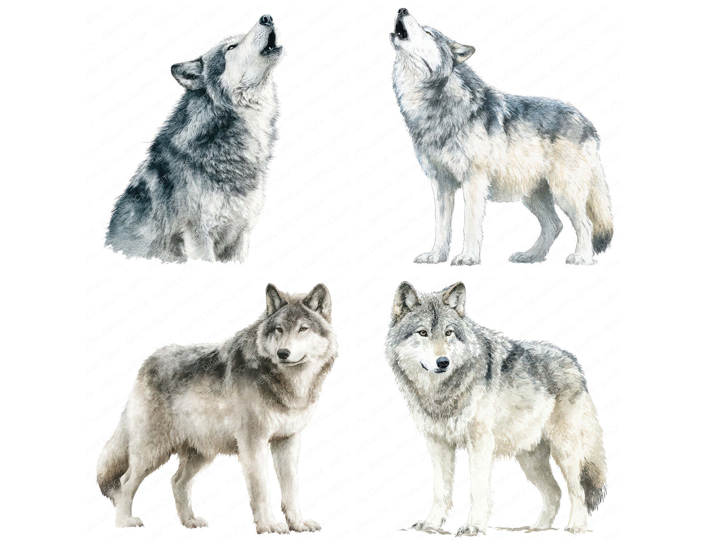 Realistic Wolf Illustration Clipart Set (DDD008866)