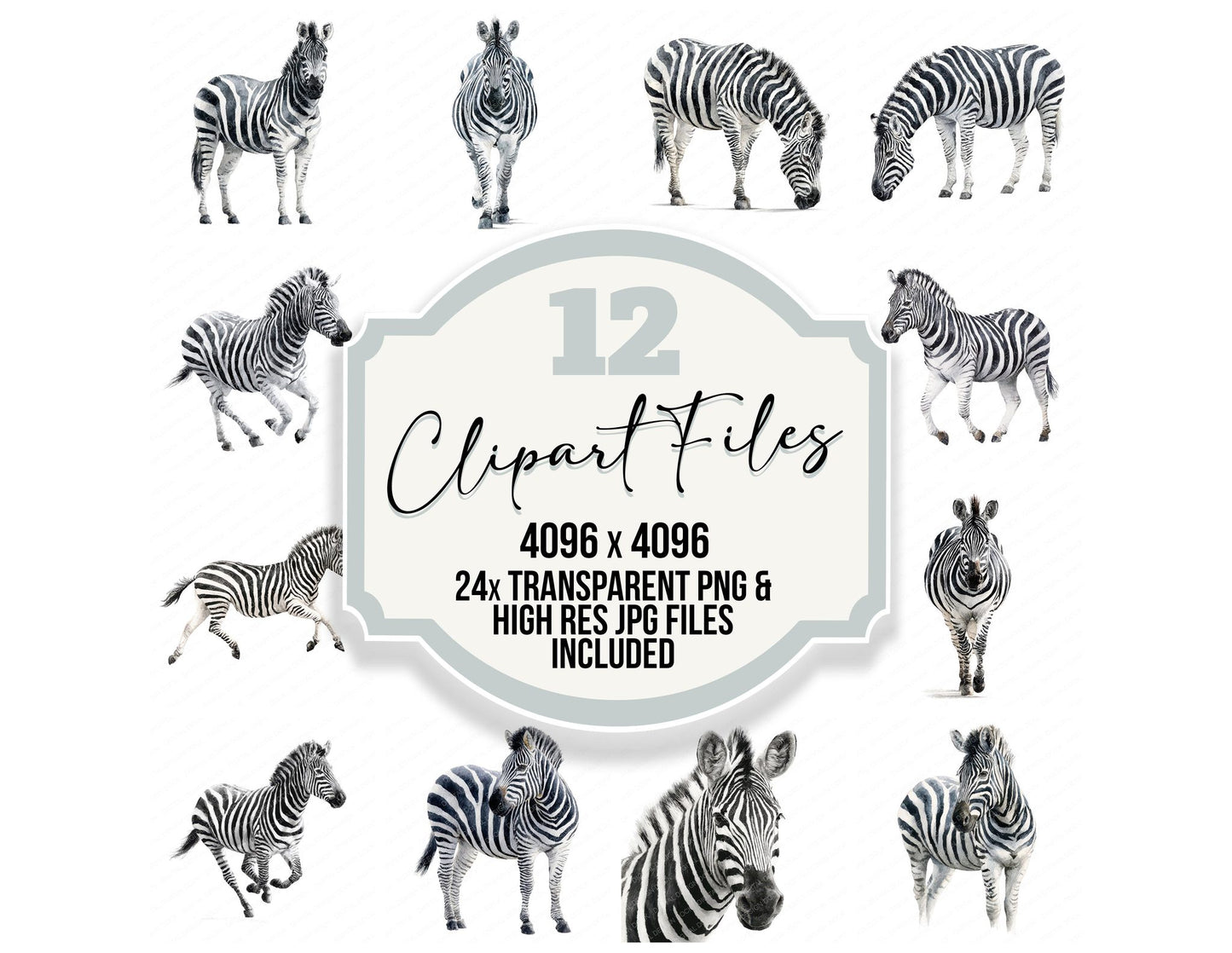 Realistic Zebra Illustration Clipart Set (DDD008867)