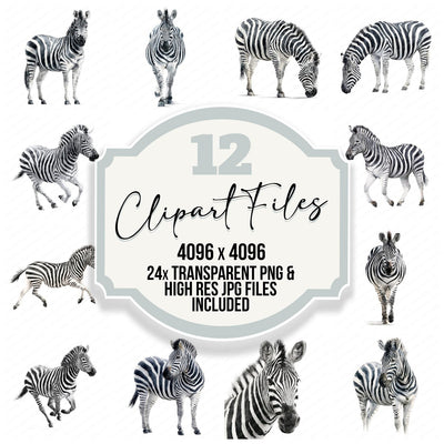 Realistic Zebra Illustration Clipart Set (DDD008867)