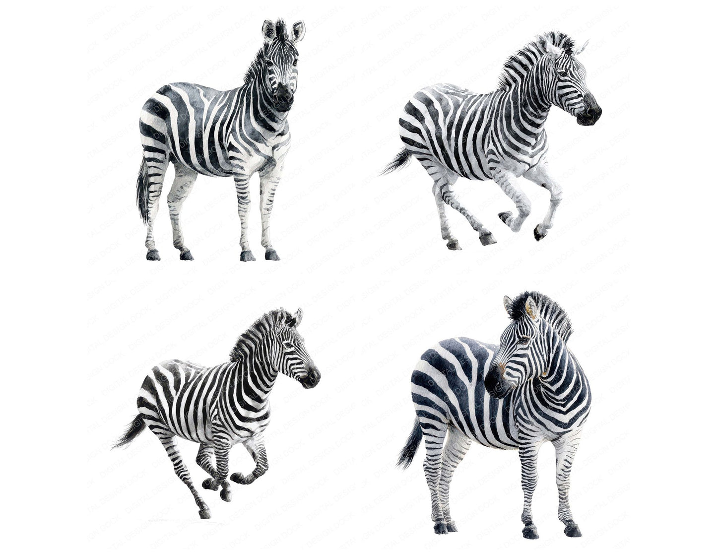 Realistic Zebra Illustration Clipart Set (DDD008867)